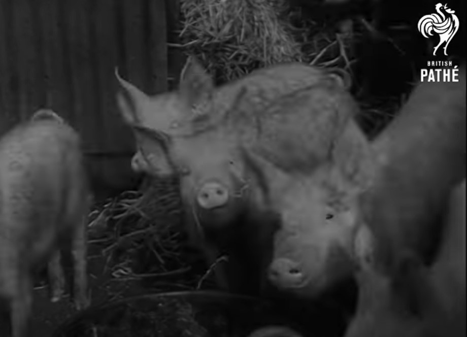 Pig Farm 1950's