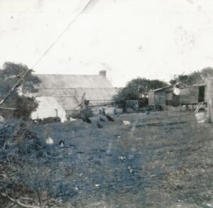Mr Geen’s chickens in the back garden Mr Geen’s chickens in the back garden